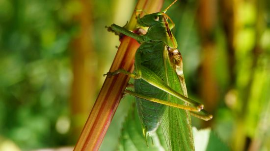 Practicing insect photography in Germany