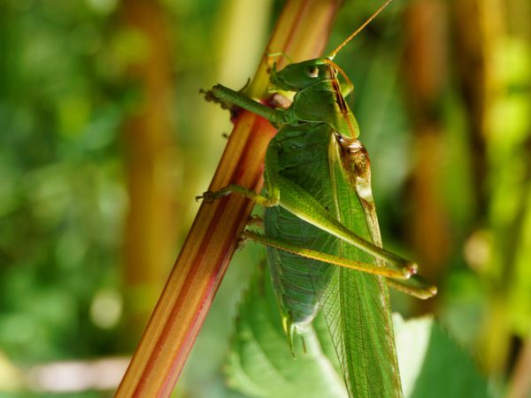 Practicing insect photography in Germany