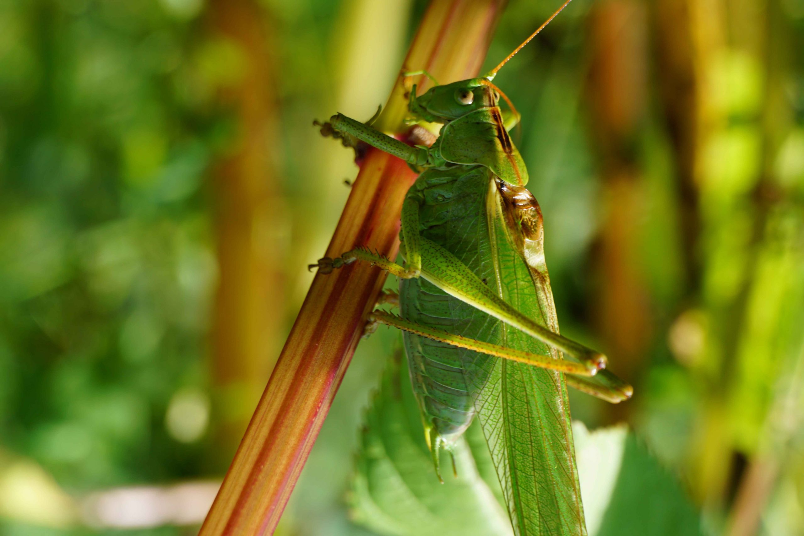 Practicing insect photography in Germany