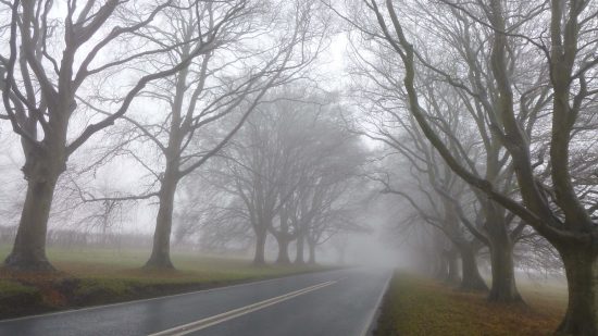 Badbury Beech Avenue, Dorset