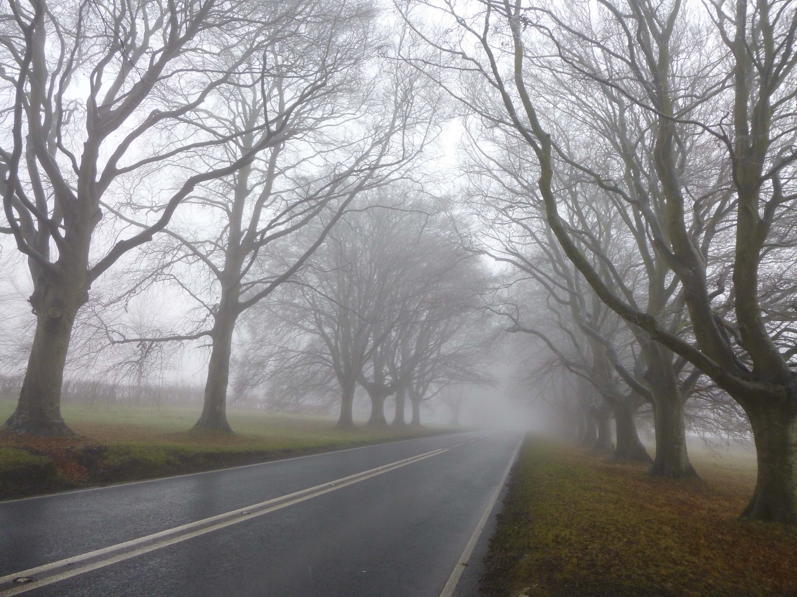 Badbury Beech Avenue, Dorset