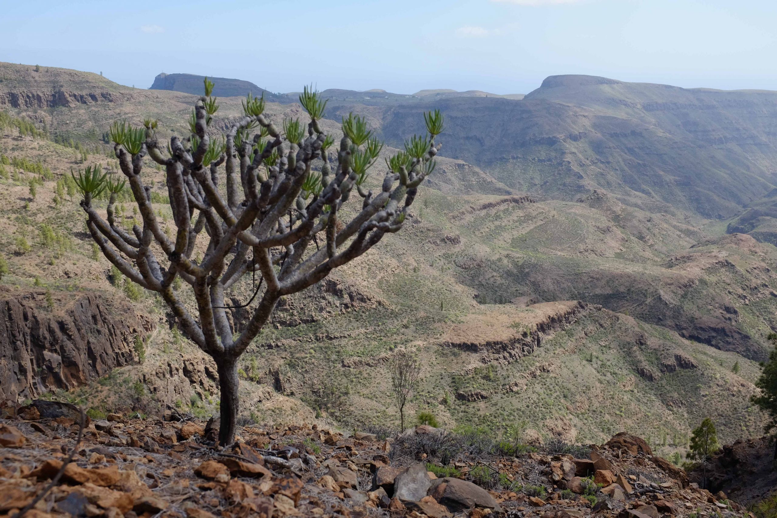Gran Canaria: Hiking in Mogán