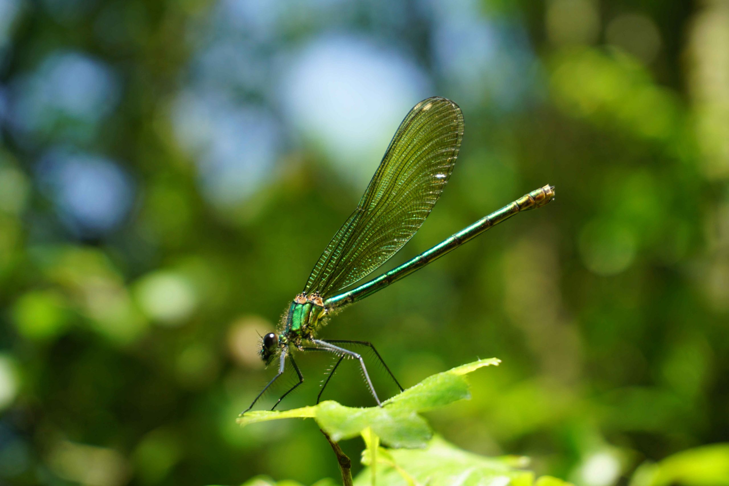 Nature Reserve Spotlight: Brandon Marsh – Exploration Journal