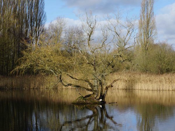 Nature Reserve Spotlight: Brandon Marsh