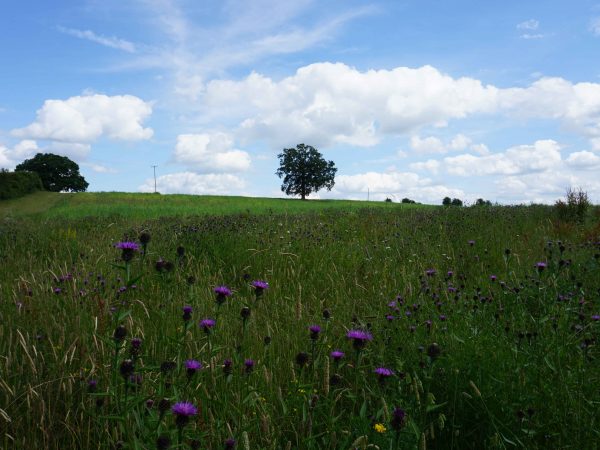 Nature Reserve Spotlight: Hampton Wood